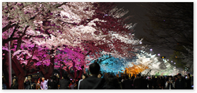한강 여의도 봄꽃 축제 야경 사진