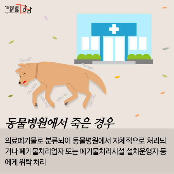 동물병원에서 죽은 경우: 의료폐기물로 분류되어 동물병원에서 자체적으로 처리되거나 폐기물처리업자 또는 폐기물처리시설 설치운영자 등에게 위탁 처리