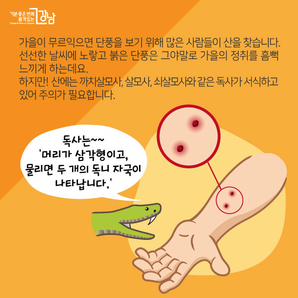 가을이 무르익으면 단풍을 보기 위해 많은 사람들이 산을 찾습니다. 선선한 날씨에 노랗고 붉은 단풍은 그야말로 가을의 정취를 흠뻑 느끼게 하는데요.하지만! 산에는 까치살모사, 살모사, 쇠살모사와 같은 독사가 서식하고 있어 주의가 필요합니다.독사는~~‘머리가 삼각형이고, 물리면 두 개의 독니 자국이 나타납니다.’