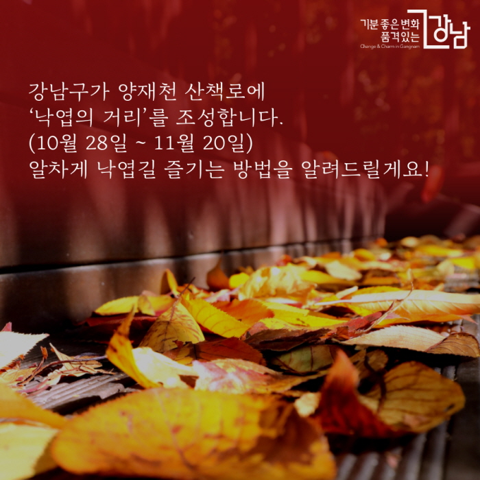 강남구가 양재천 산책로에 ‘낙엽의 거리’를 조성합니다. (10월 28일 ~ 11월 20일) 알차게 낙엽길 즐기는 방법을 알려드릴게요!
