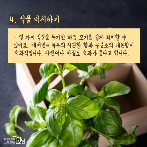 4. 식물 비치하기 - 몇 가지 식물을 두기만 해도 모기를 쉽게 퇴치할 수 있어요. 페퍼민트 특유의 시원한 향과 구문초의 레몬향이 효과적입니다. 라벤더나 바질도 효과가 좋다고 합니다.