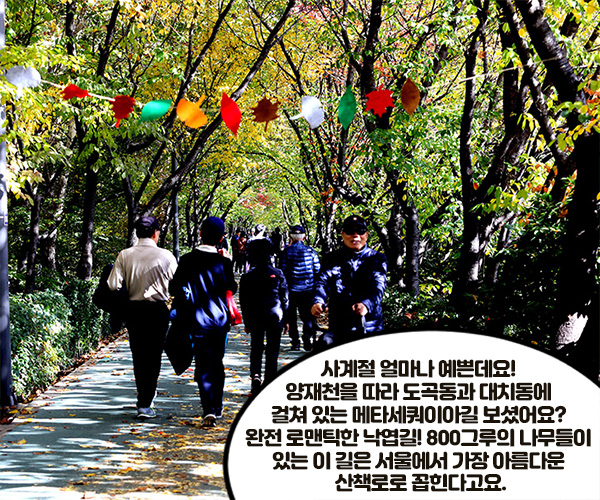 - 사계절 얼마나 예쁜데요! 양재천을 따라 도곡동과 대치동에 걸쳐 있는 메타세쿼이아길 보셨어요? 완전 로맨틱한 낙엽길! 800그루의 나무들이 있는 이 길은 서울에서 가장 아름다운 산책로로 꼽힌다고요.