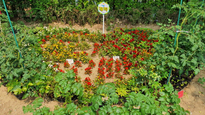 도곡1동 마을공동체 ‘도곡행복마을’이 지난 달 30, 31일 양일간 마을 꽃 심기 활동을 펼쳤다.