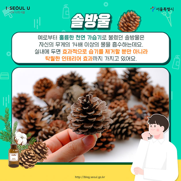 #솔방울 예로부터 훌륭한 천연 가습기로 불렸던 솔방울은 자신의 무게의 14배 이상의 물을 흡수하는데요. 실내에 두면 효과적으로 습기를 제거할 뿐만 아니라 탁월한 인테리어 효과까지 가지고 있어요.