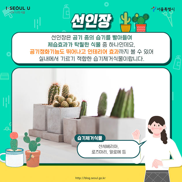 #선인장 선인장은 공기 중에 습기를 빨아들여 제습효과가 탁월한 식물 중 하나인데요. 공기정화기능도 뛰어나고 인테리어 효과까지 볼 수 있어 실내에서 기르기 적합한 습기제거식물이랍니다.