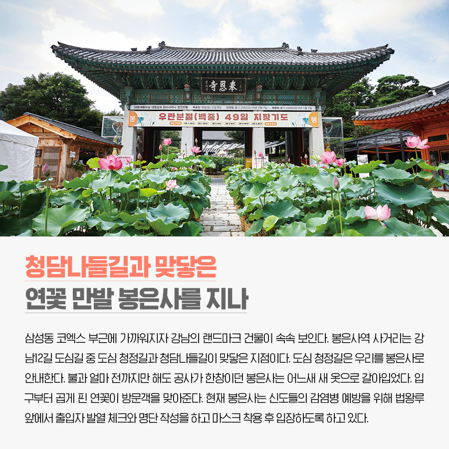 청담나들길과 맞닿은 연꽃 만발 봉은사를 지나 삼성동 코엑스 부근에 가까워지자 강남의 랜드마크 건물이 속속 보인다. 봉은사역 사거리는 강남12길 도심길 중 도심 청정길과 청담나들길이 맞닿은 지점이다. 도심 청정길은 우리를 봉은사로 안내한다. 불과 얼마 전까지만 해도 공사가 한창이던 봉은사는 어느새 새 옷으로 갈아입었다. 입구부터 곱게 핀 연꽃이 방문객을 맞아준다. 현재 봉은사는 신도들의 감염병 예방을 위해 법왕루 앞에서 출입자 발열 체크와 명단 작성을 하고 마스크 착용 후 입장하도록 하고 있다.