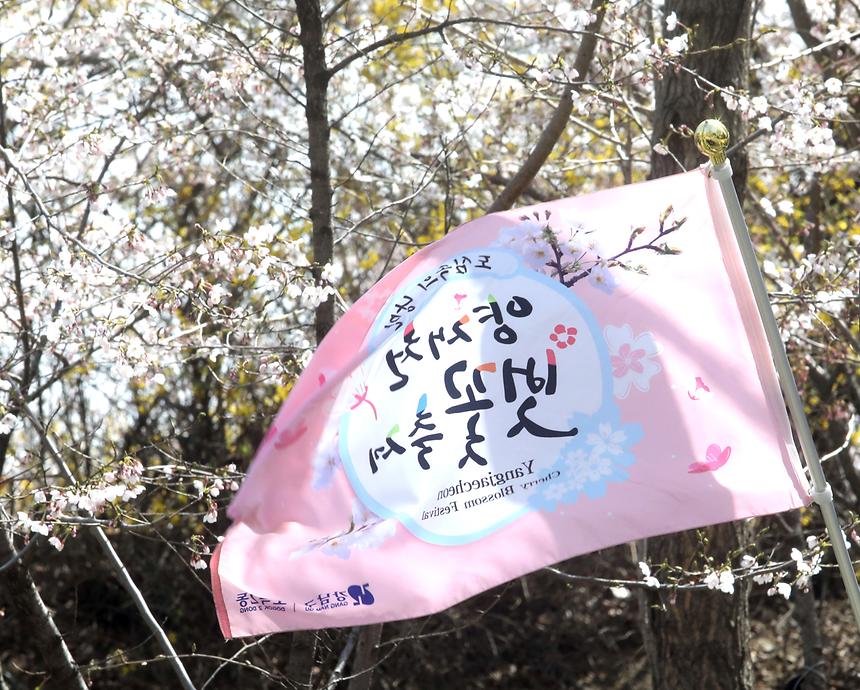04.05 양재천 봄 - 4