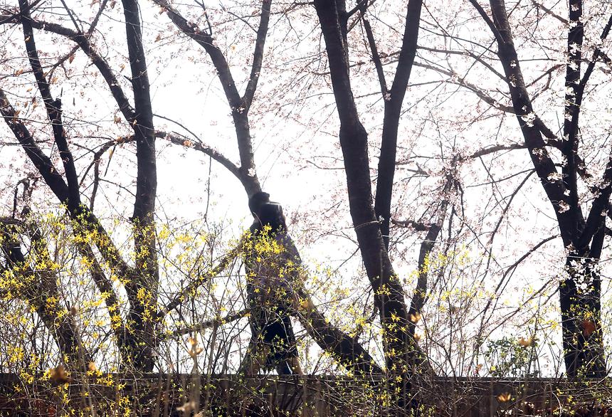 04.05 양재천 봄 - 5