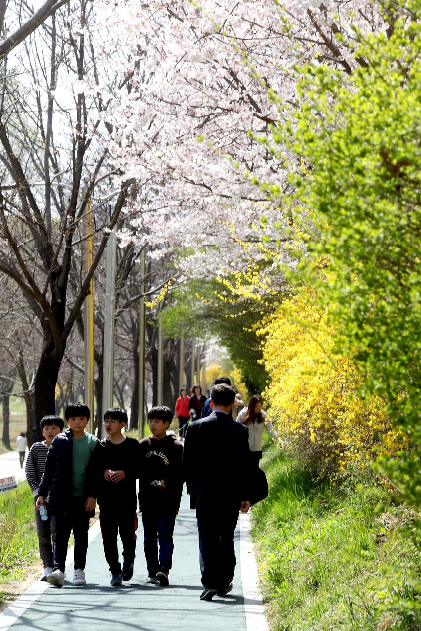 04.05 양재천 봄 - 3