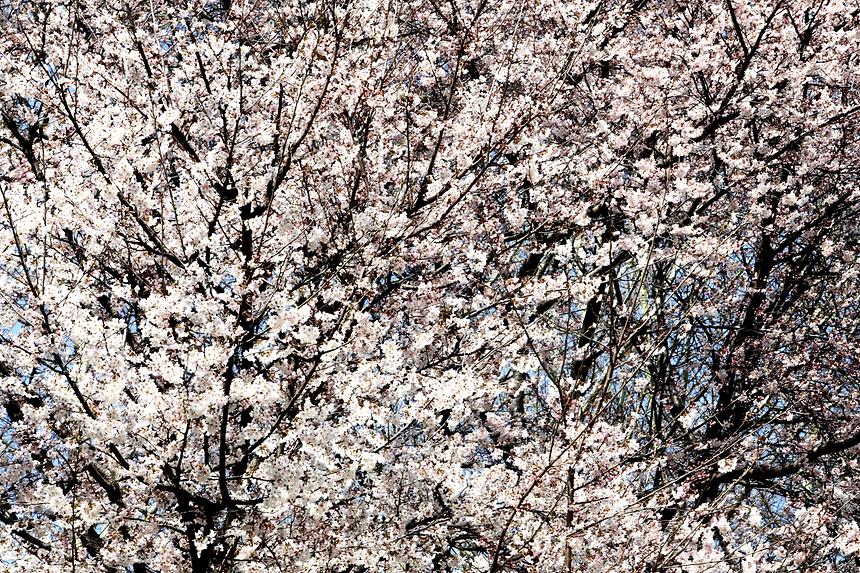 04.05 양재천 봄 - 2