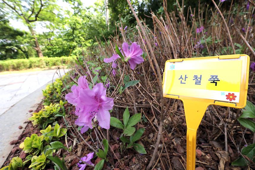 05.14 대모산 야생화원 - 1