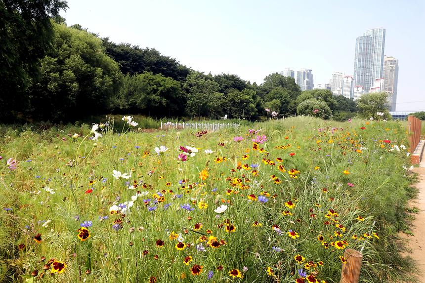 07.04 양재천에 힐링을 입히다. - 1