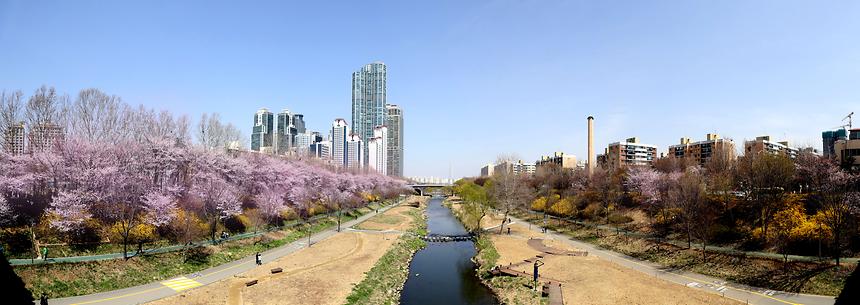 강남구 양재천 - 4