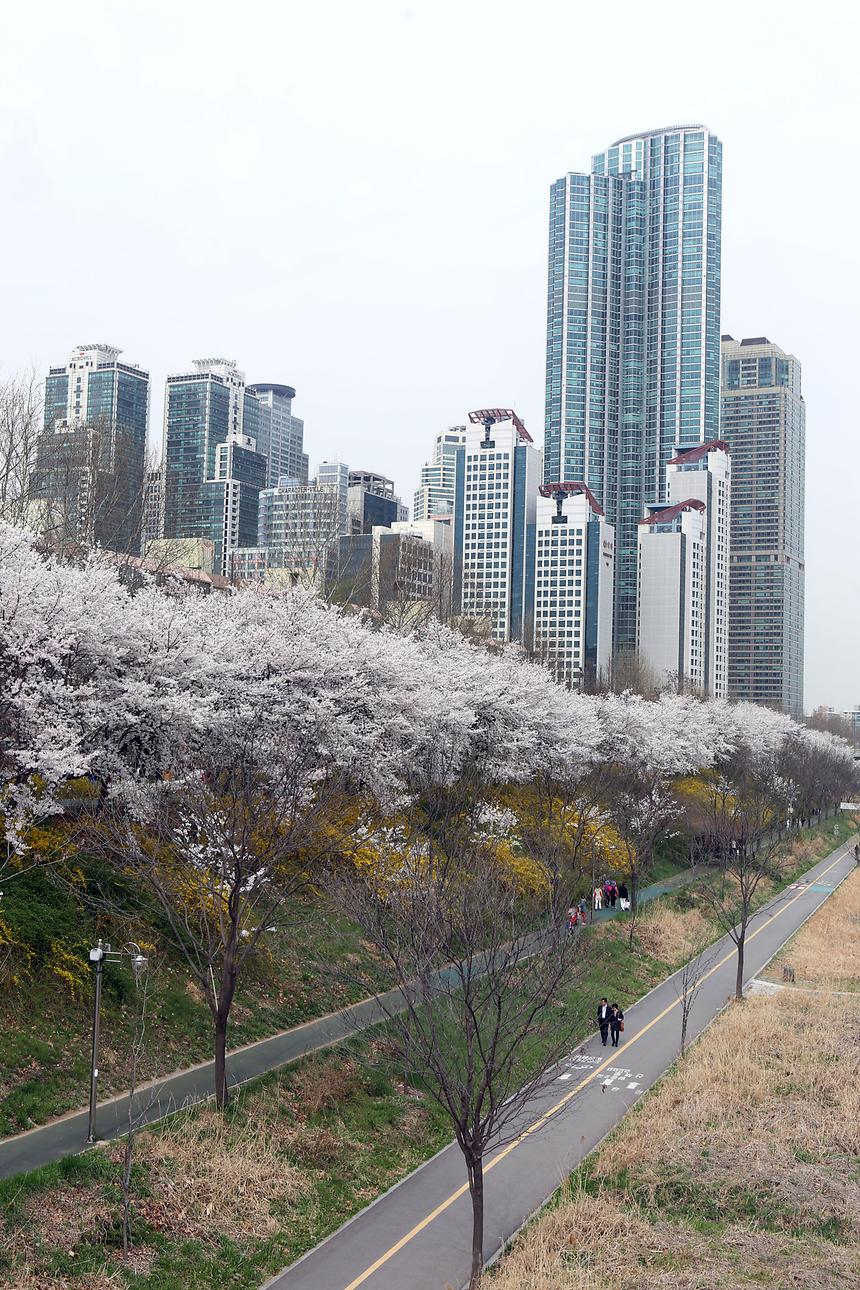 강남구 양재천 풍경 전경 - 5