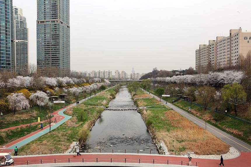 강남구 양재천 풍경 전경 - 4