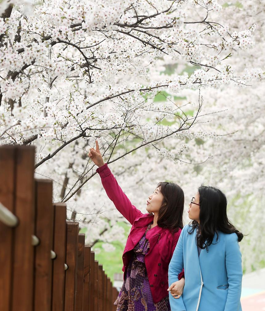 강남구 양재천 풍경 전경 - 1
