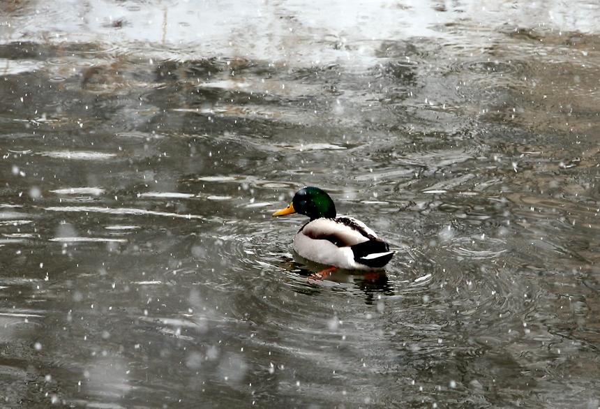 양재천 겨울 - 21