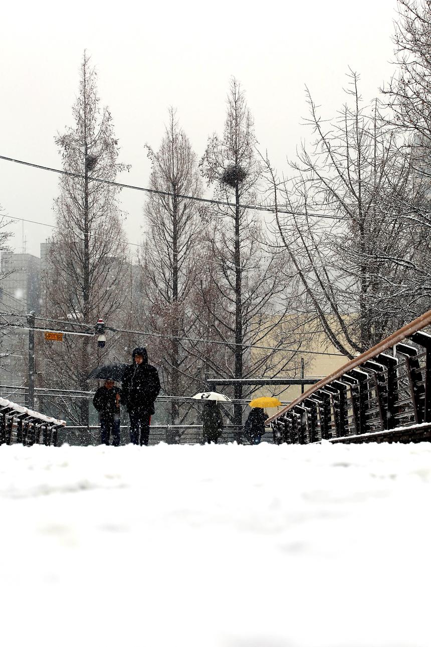 양재천 겨울 - 13