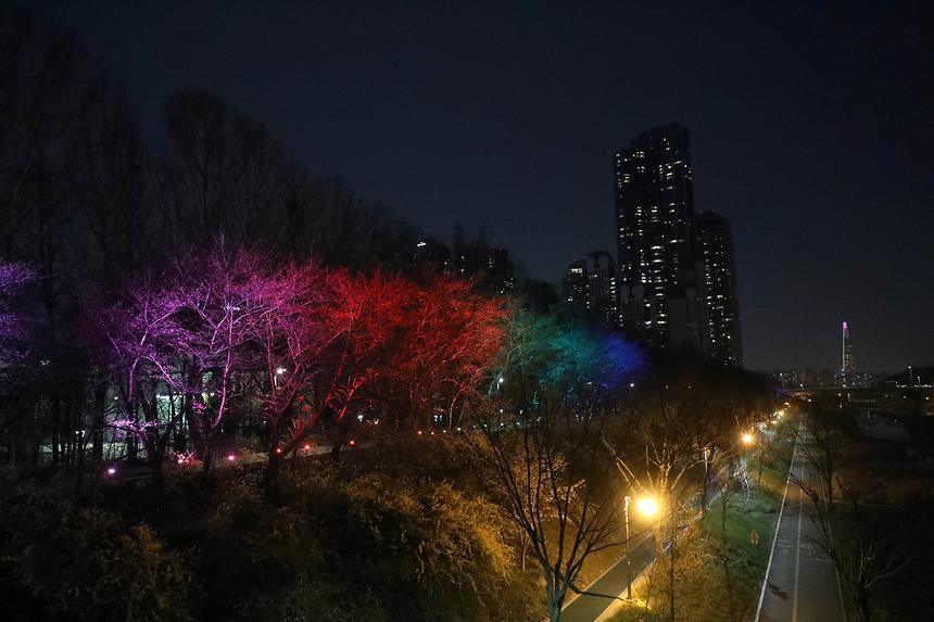 양재천 벚꽃길 조명 - 4