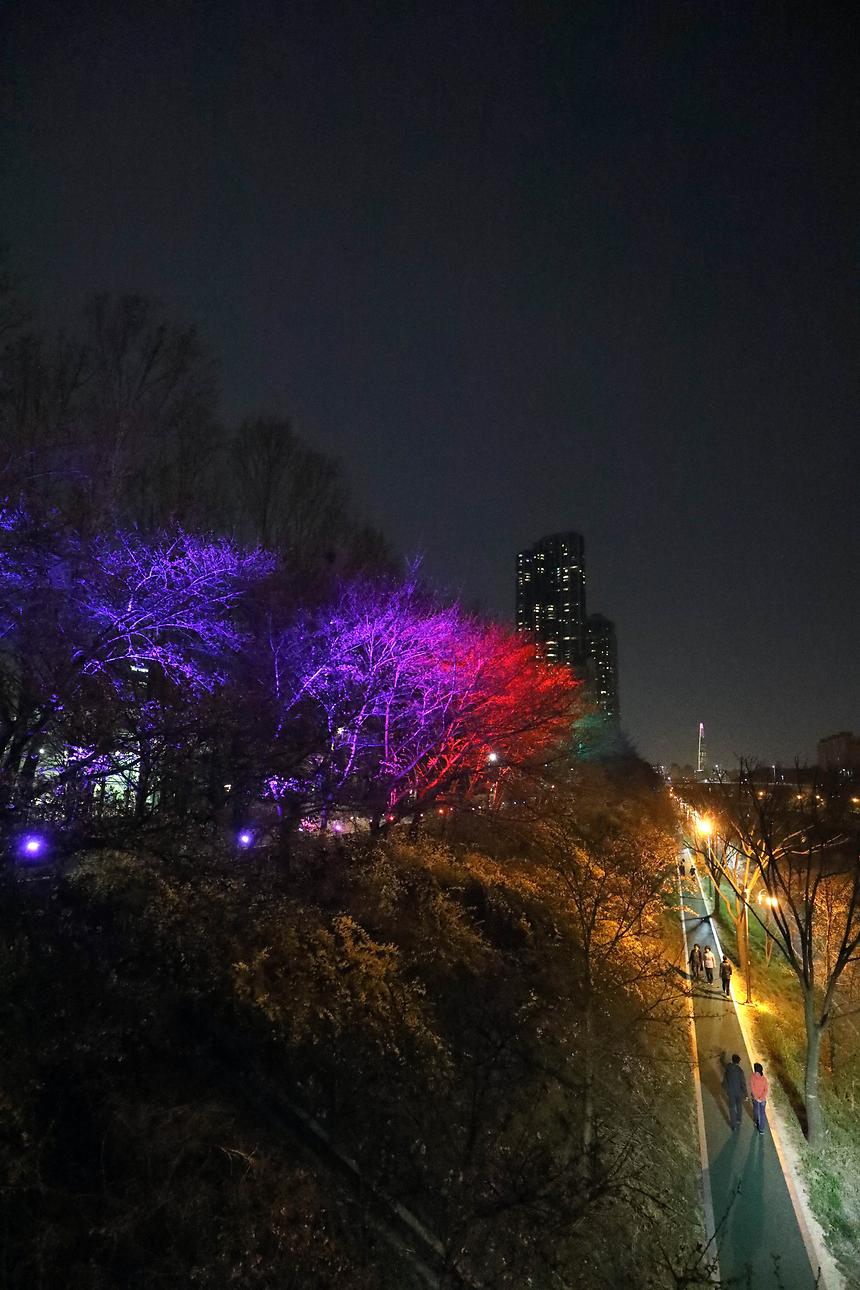 양재천 벚꽃길 조명 - 6