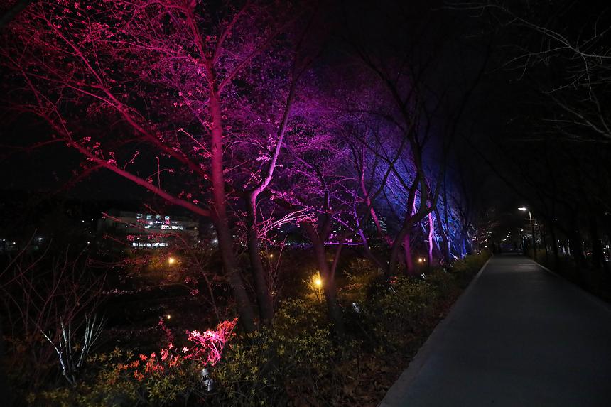 양재천 벚꽃길 조명 - 1