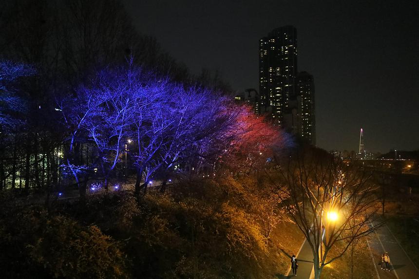 양재천 벚꽃길 조명 - 3