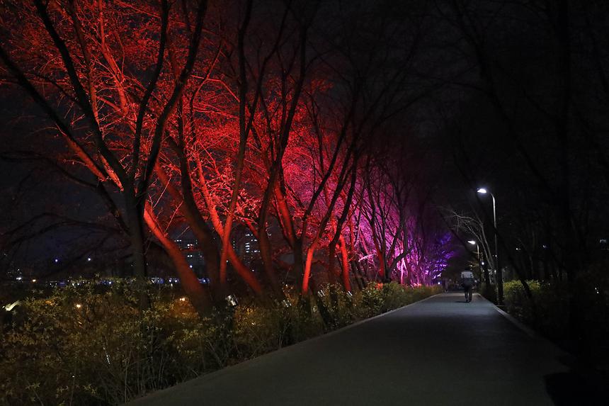 양재천 벚꽃길 조명 - 2