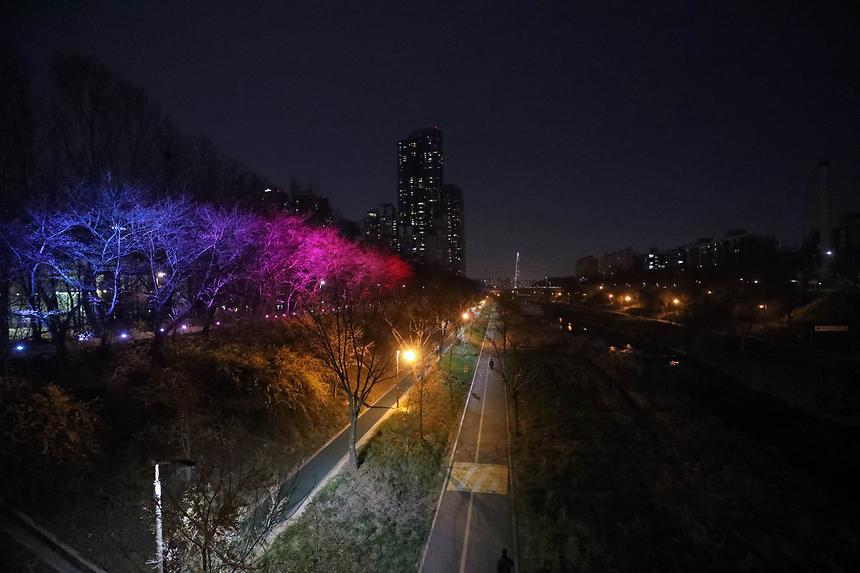 양재천 벚꽃길 조명 - 5