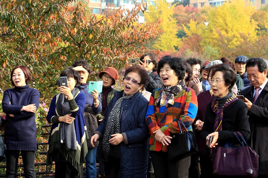 양재천 단풍축제 - 10