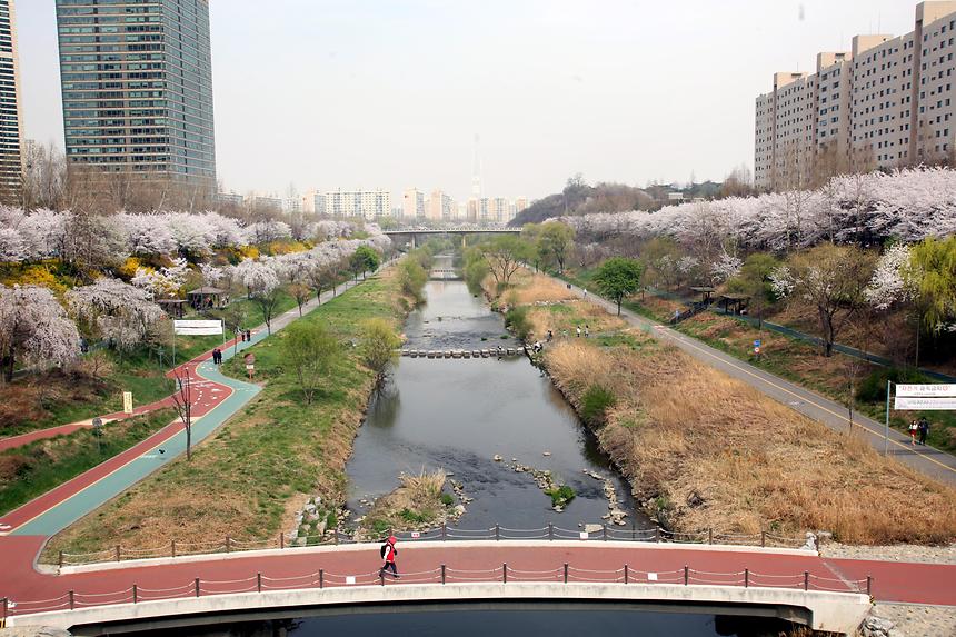 양재천 전경 - 9
