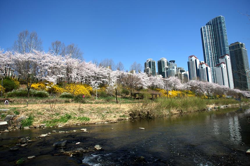 양재천 전경 - 1