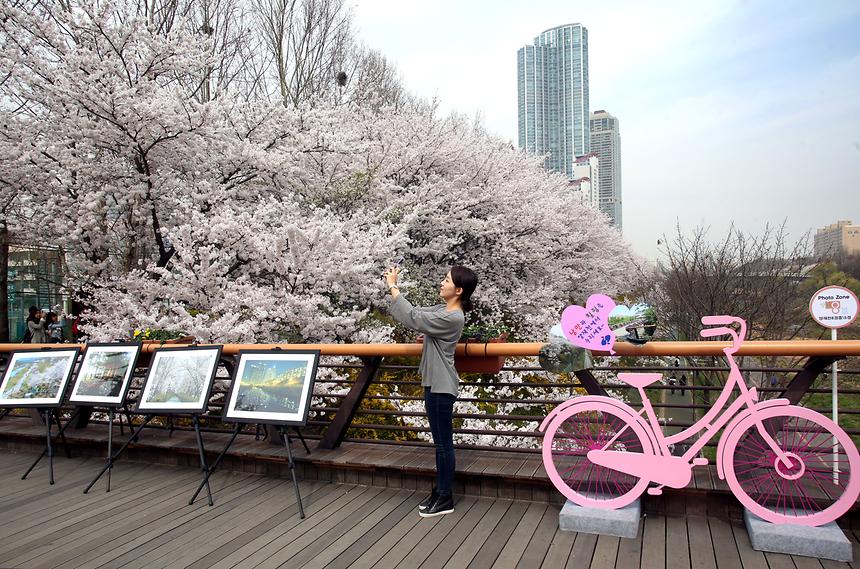 양재천 전경 - 7