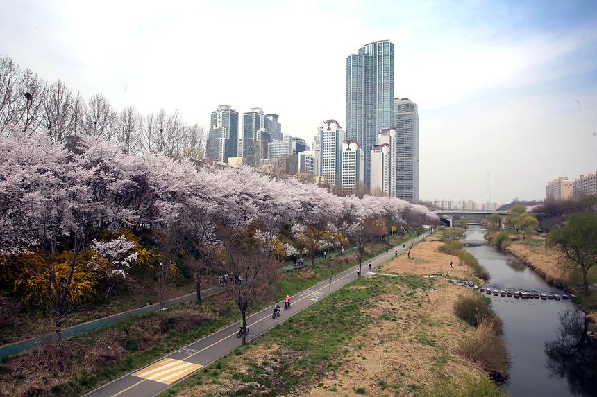 양재천 전경 - 8