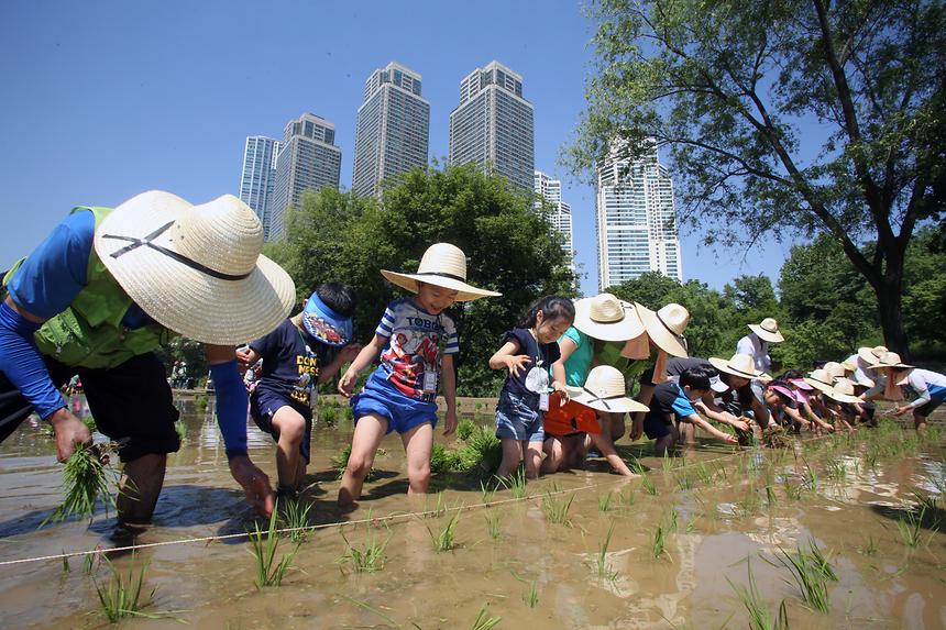 양재천 전통 모내기 체험행사 - 7