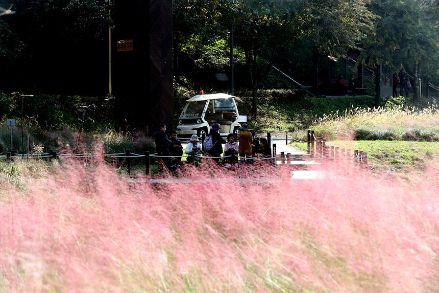양재천 핑크뮬리 - 3