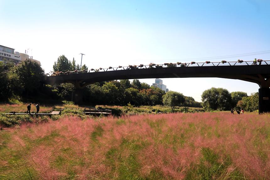양재천 핑크뮬리 - 4