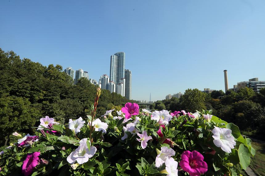 양재천 핑크뮬리 - 2