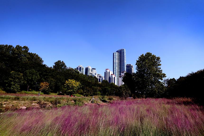 양재천 핑크뮬리 - 8