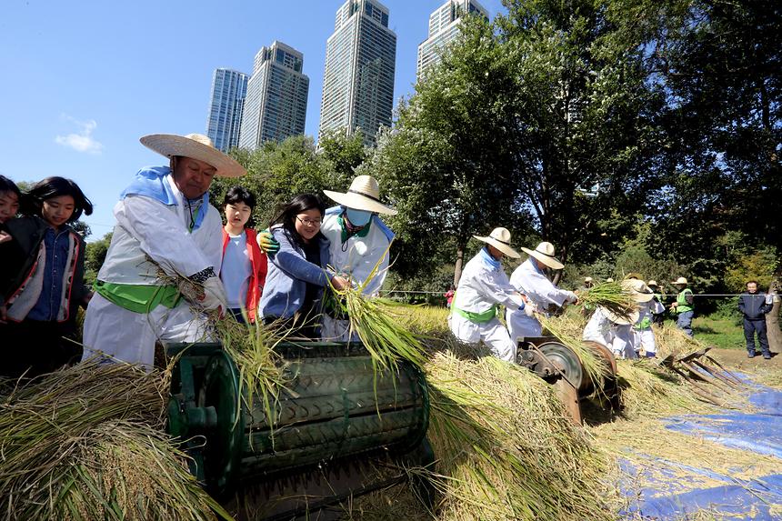 양재천 가을걷이 - 4