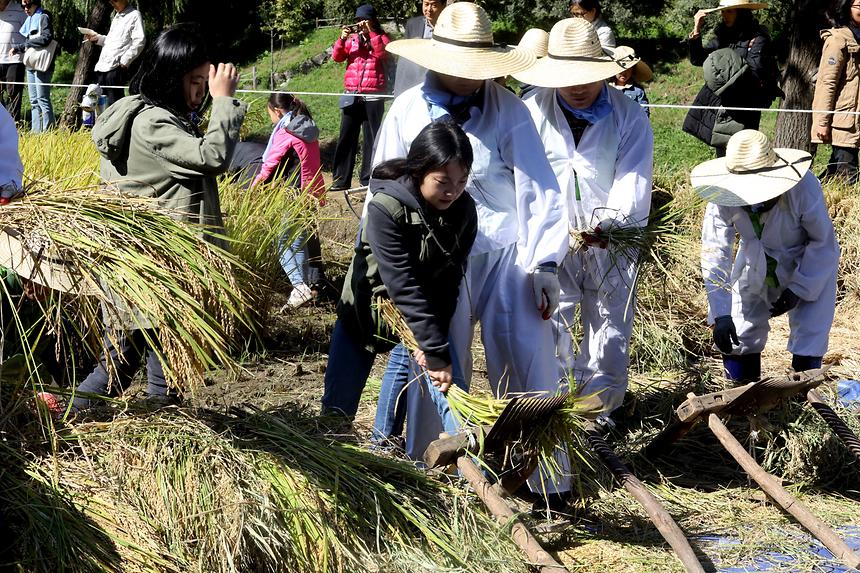 양재천 가을걷이 - 5