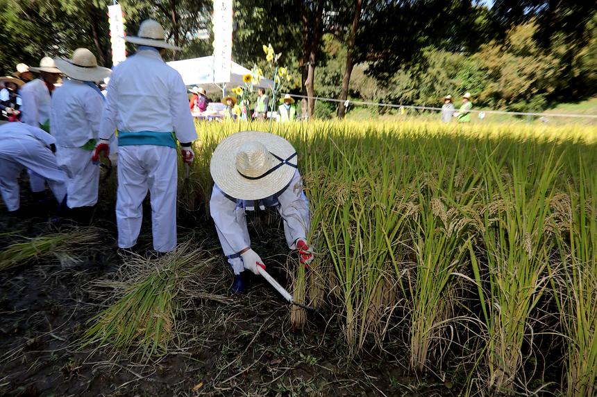 양재천 가을걷이 - 2