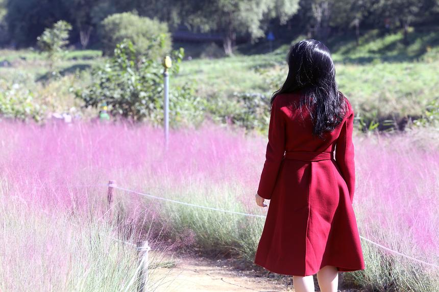 양재천 핑크뮬리 - 3