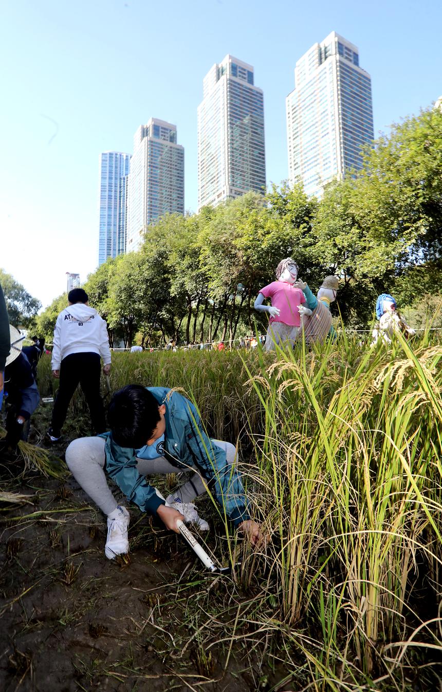 양재천 가을걷이 - 6