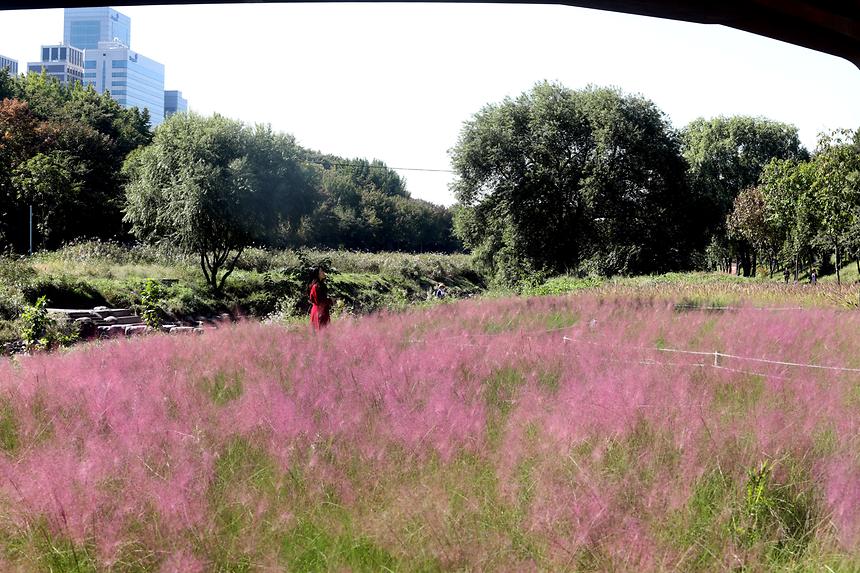 양재천 핑크뮬리 - 6