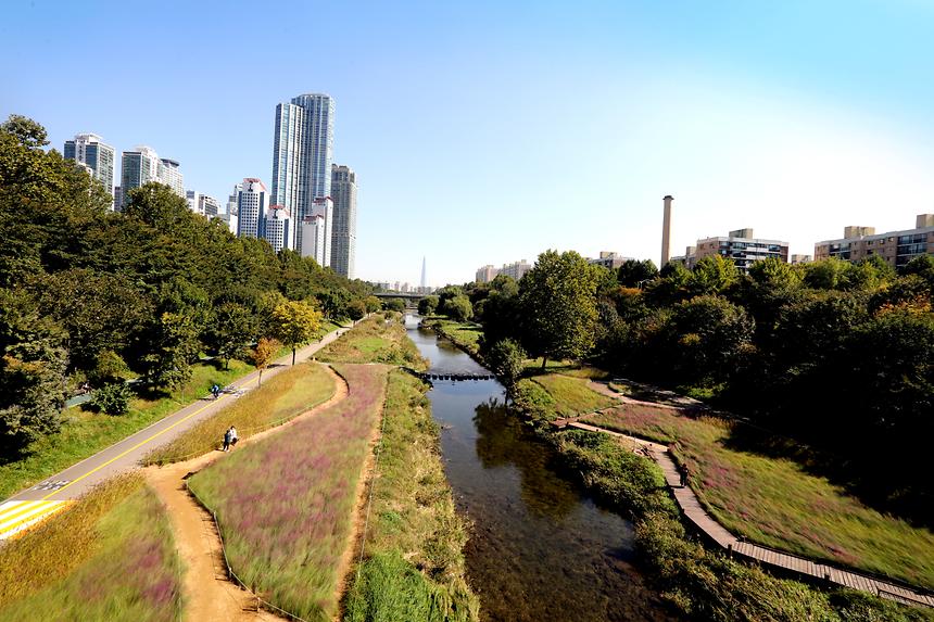 양재천 핑크뮬리 - 1