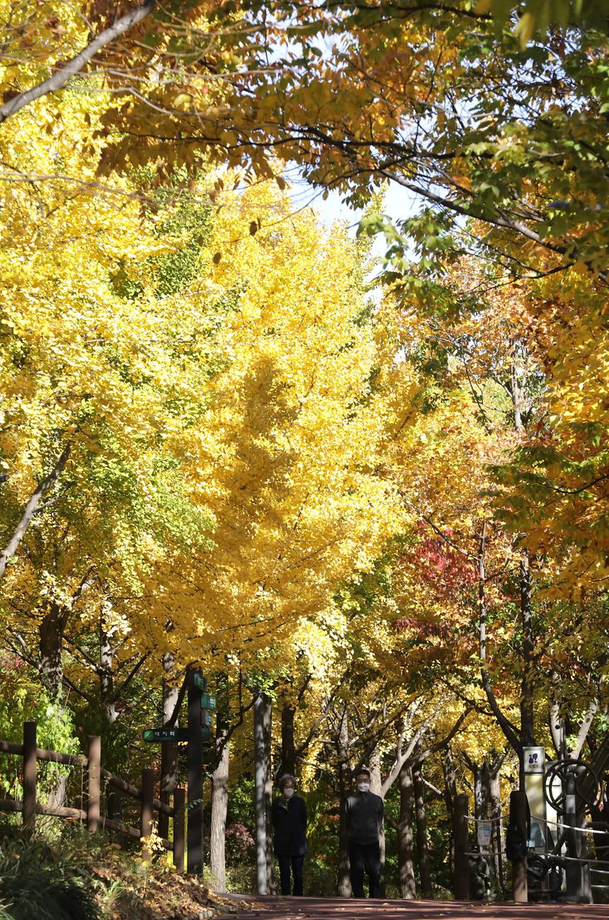 양재천 ‘낙엽의 거리’에서 가을 정취 만끽 - 5