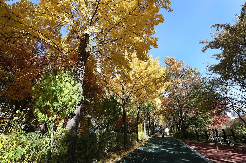 양재천 ‘낙엽의 거리’에서 가을 정취 만끽 - 1