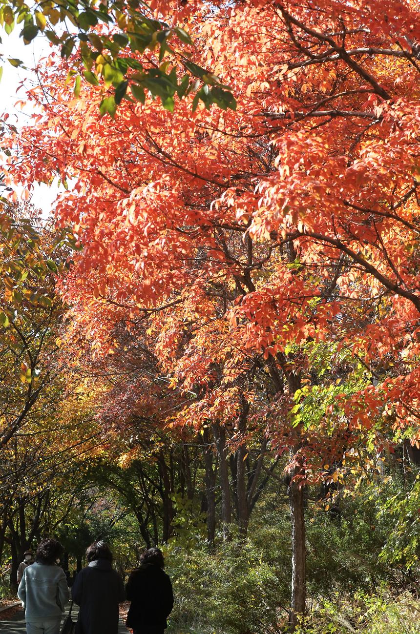 양재천 ‘낙엽의 거리’에서 가을 정취 만끽 - 3