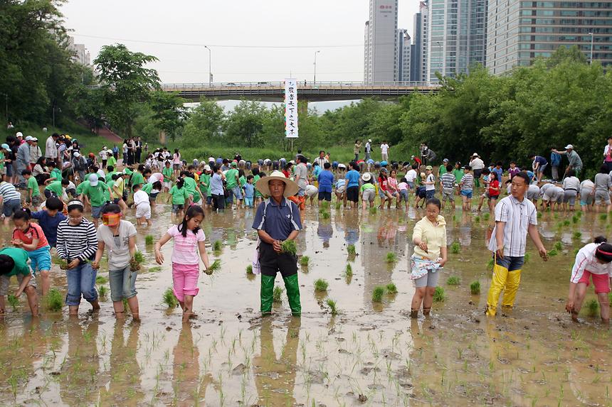 양재천 모내기 - 3