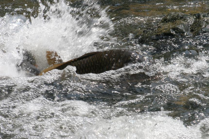 양재천 잉어 - 9